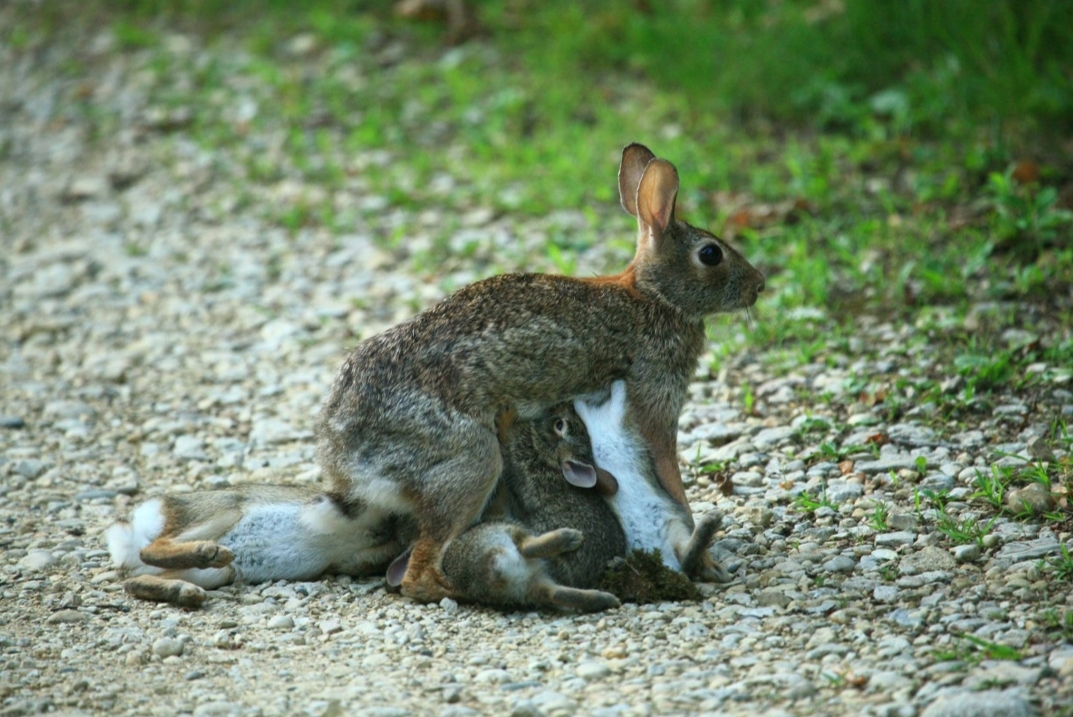 Nursing mom rabbit